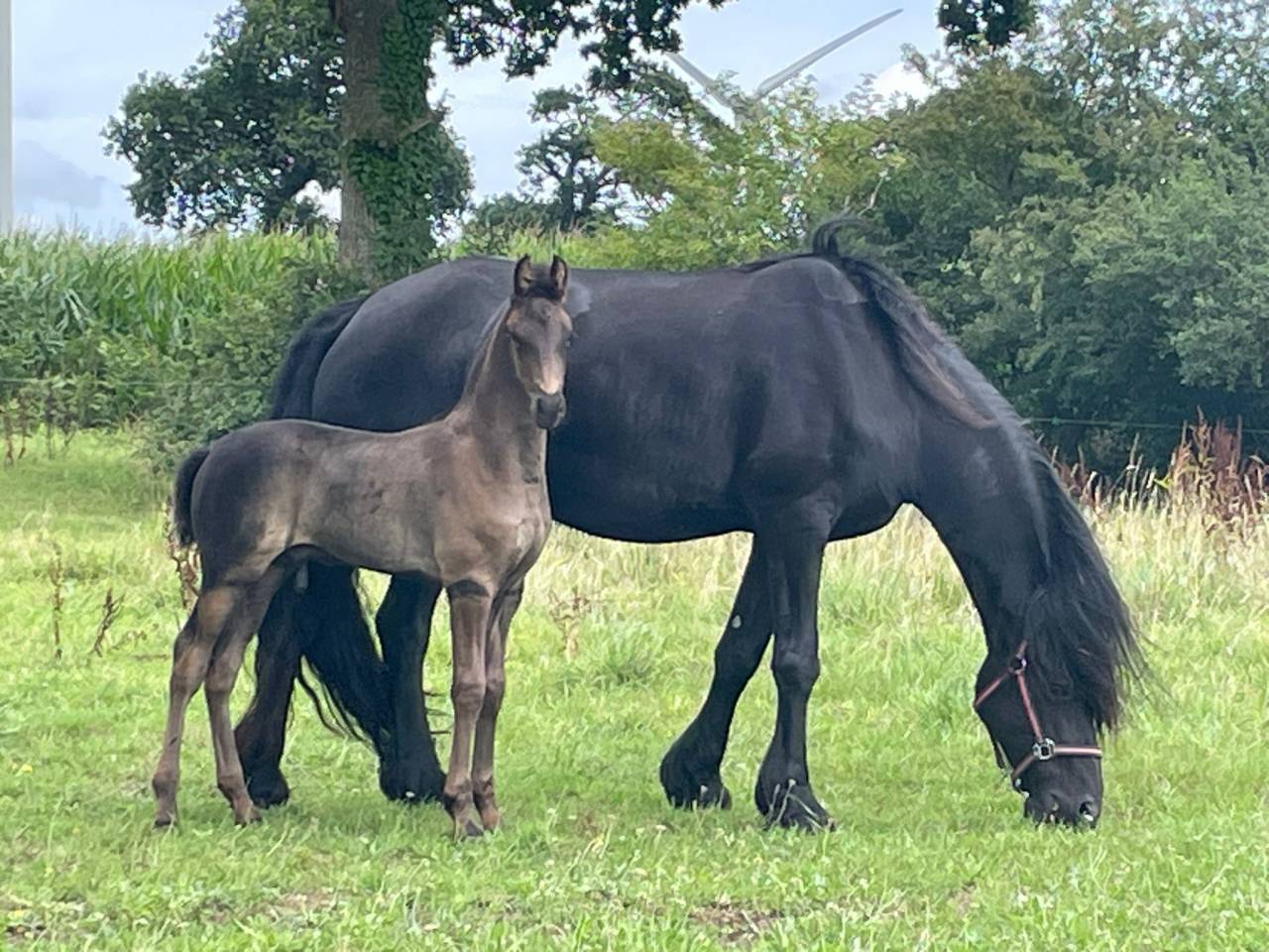Colt Friesian Arabian For sale 2025 Black