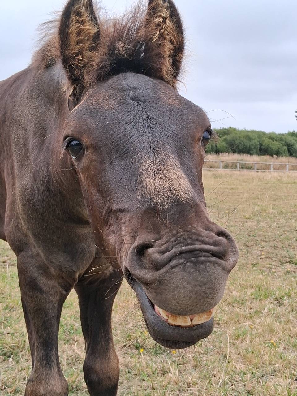Colt Friesian Arabian For sale 2025 Black