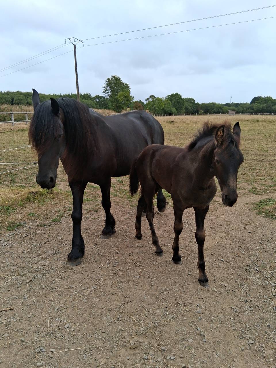 Colt Friesian Arabian For sale 2025 Black