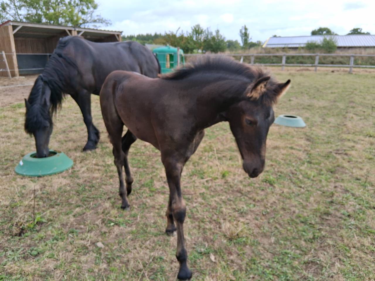 Colt Friesian Arabian For sale 2025 Black