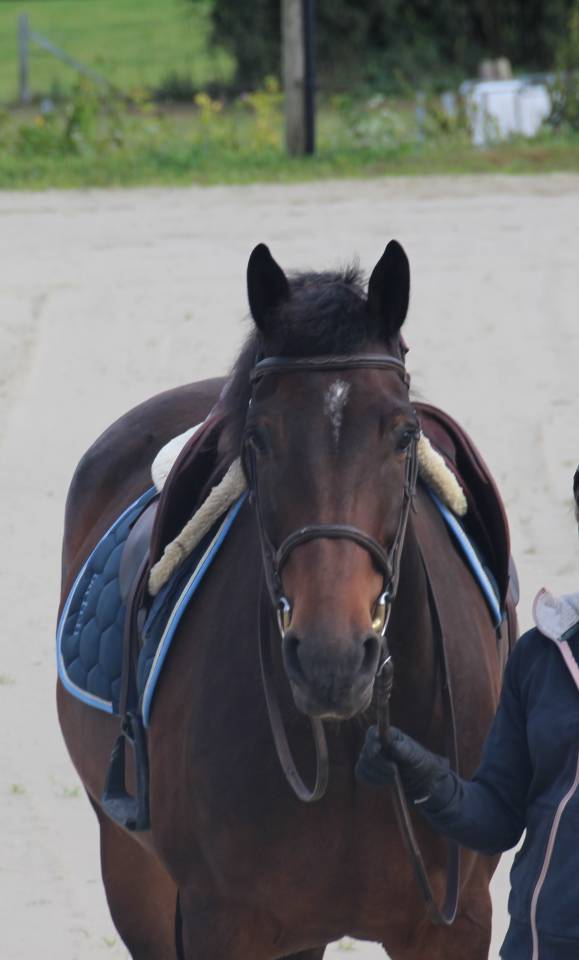 Gelding sBs Belgian Warmblood For sale 2020 Bay