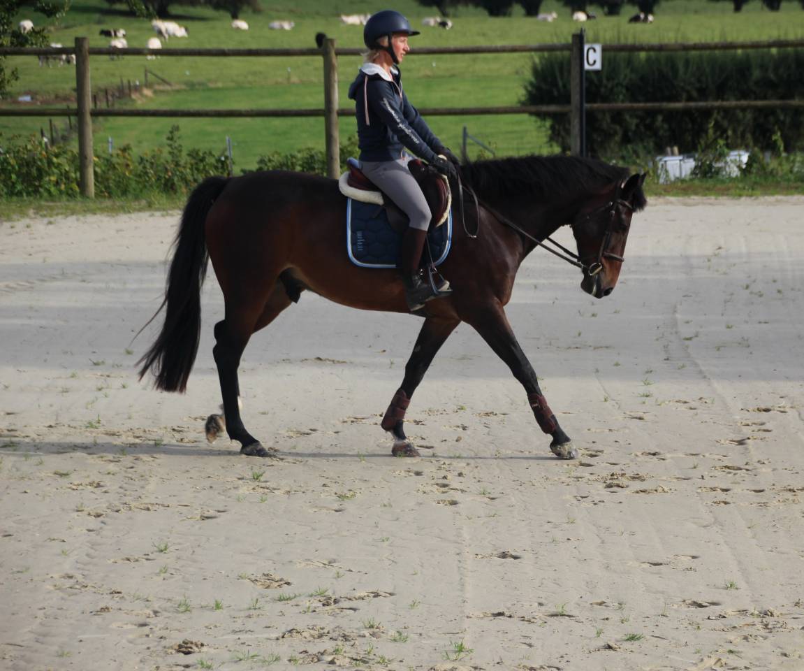 Gelding sBs Belgian Warmblood For sale 2020 Bay