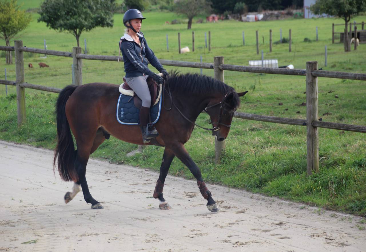 Gelding sBs Belgian Warmblood For sale 2020 Bay