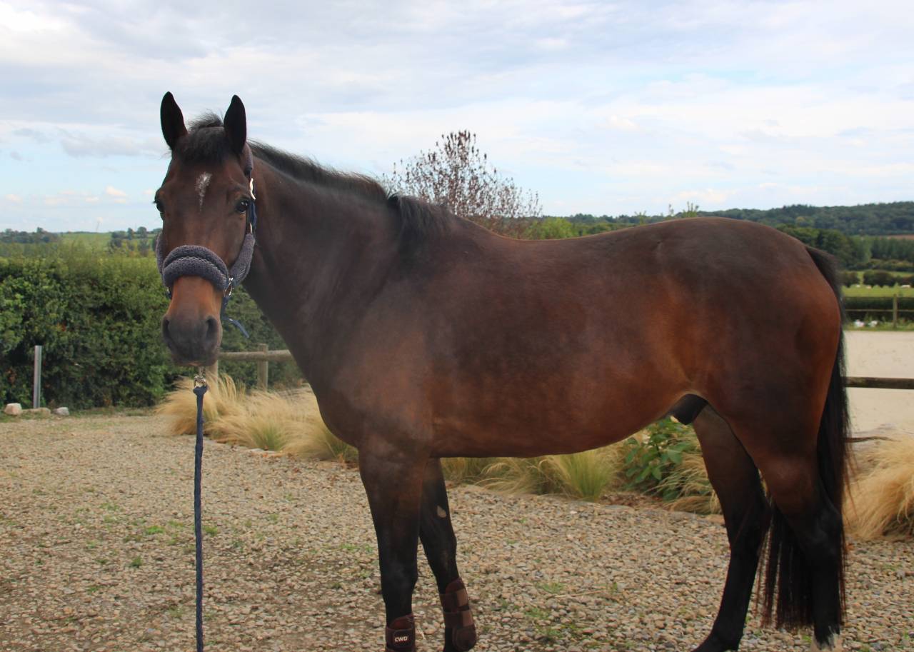 Gelding sBs Belgian Warmblood For sale 2020 Bay