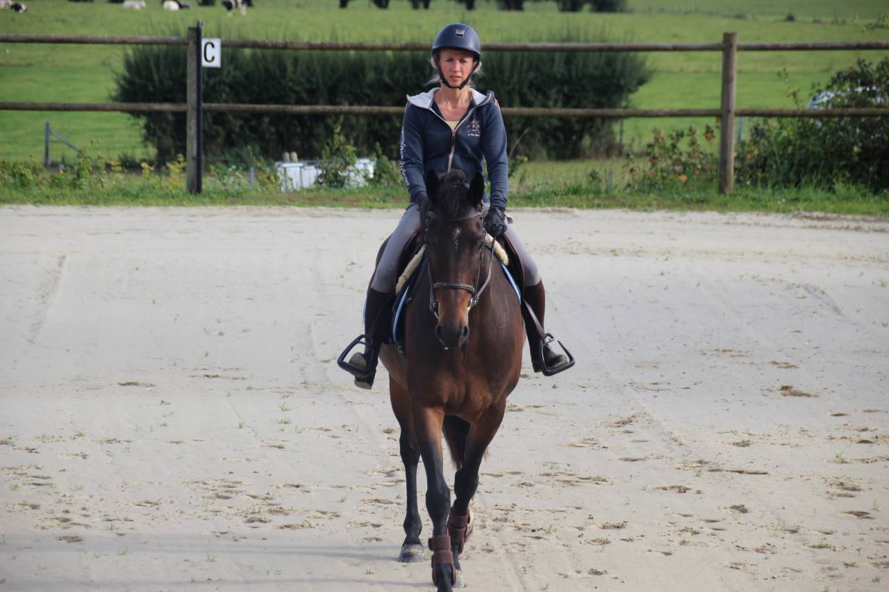 Gelding sBs Belgian Warmblood For sale 2020 Bay