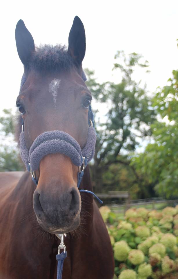 Gelding sBs Belgian Warmblood For sale 2020 Bay