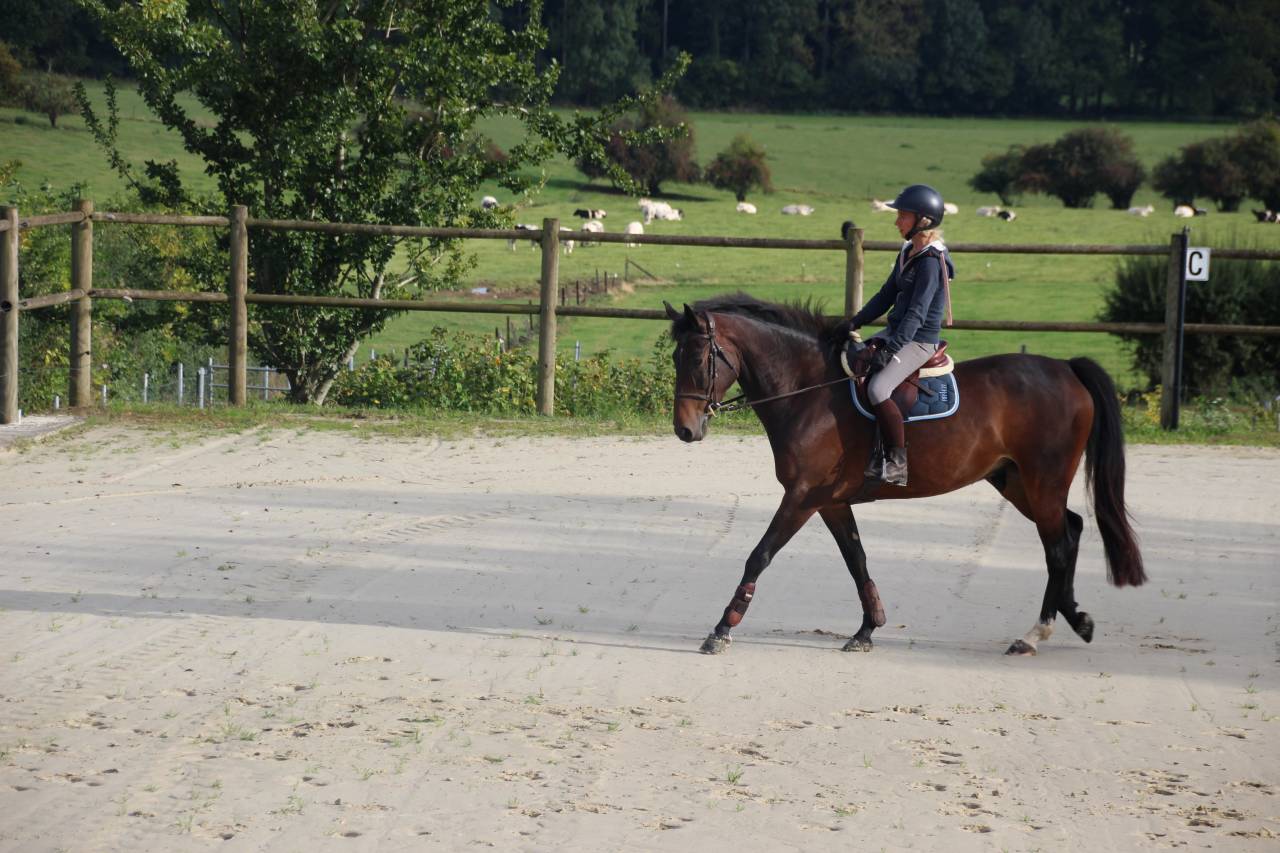 Gelding sBs Belgian Warmblood For sale 2020 Bay