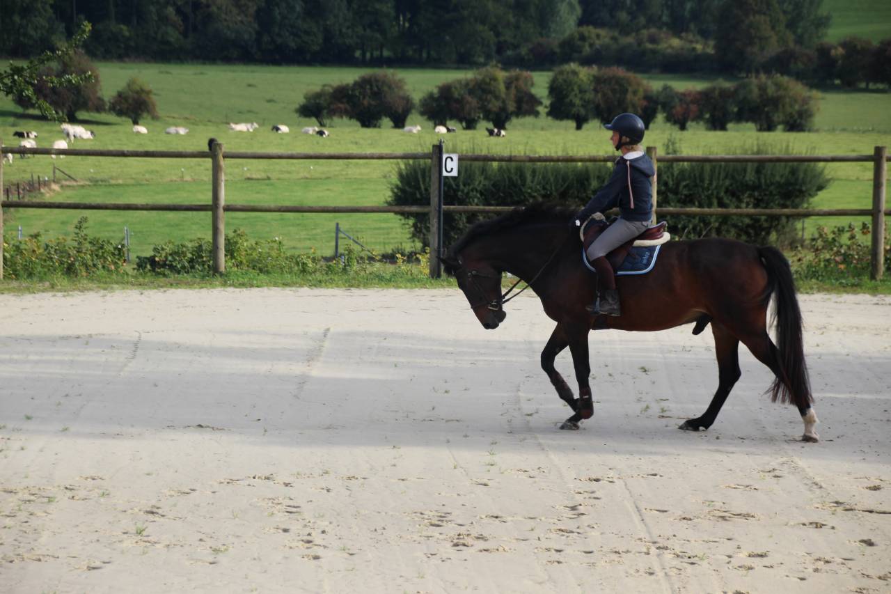 Gelding sBs Belgian Warmblood For sale 2020 Bay