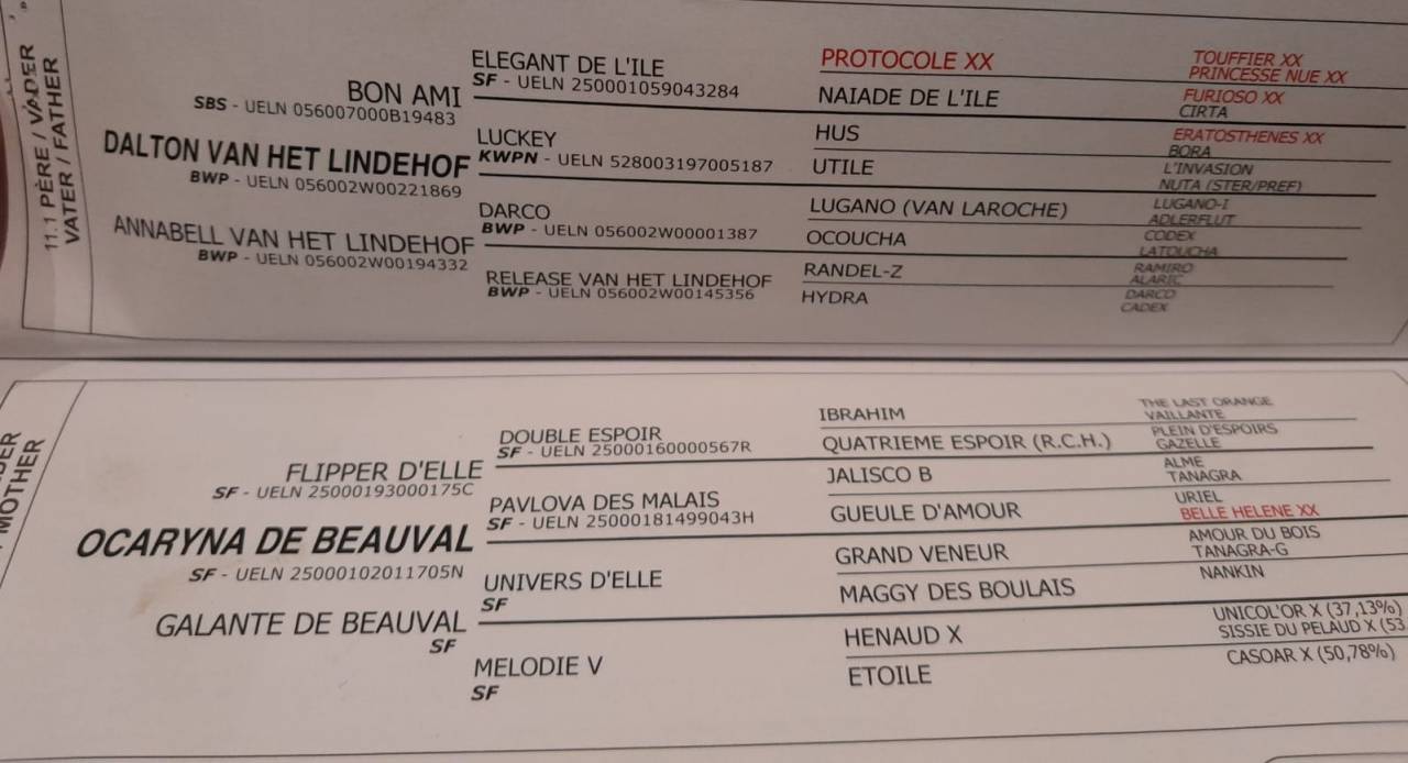 Gelding sBs Belgian Warmblood For sale 2020 Bay