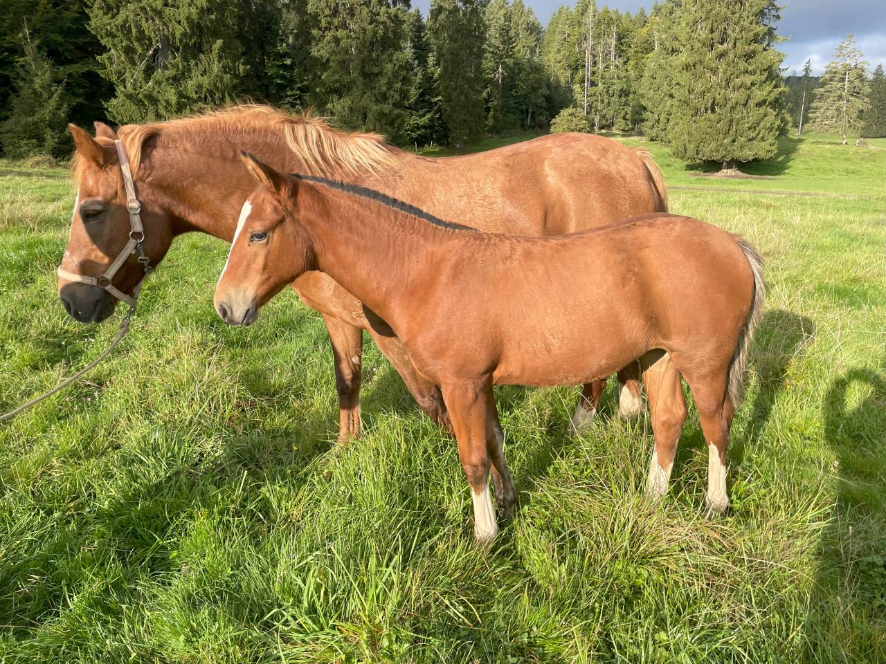 Filly Franche-Montagne For sale 2025 Bay