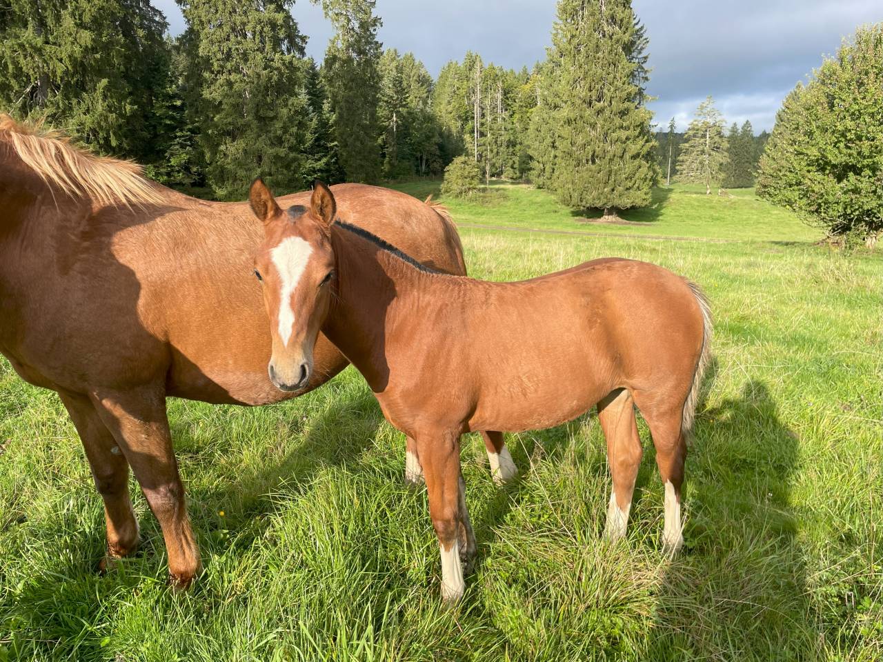 Filly Franche-Montagne For sale 2025 Bay