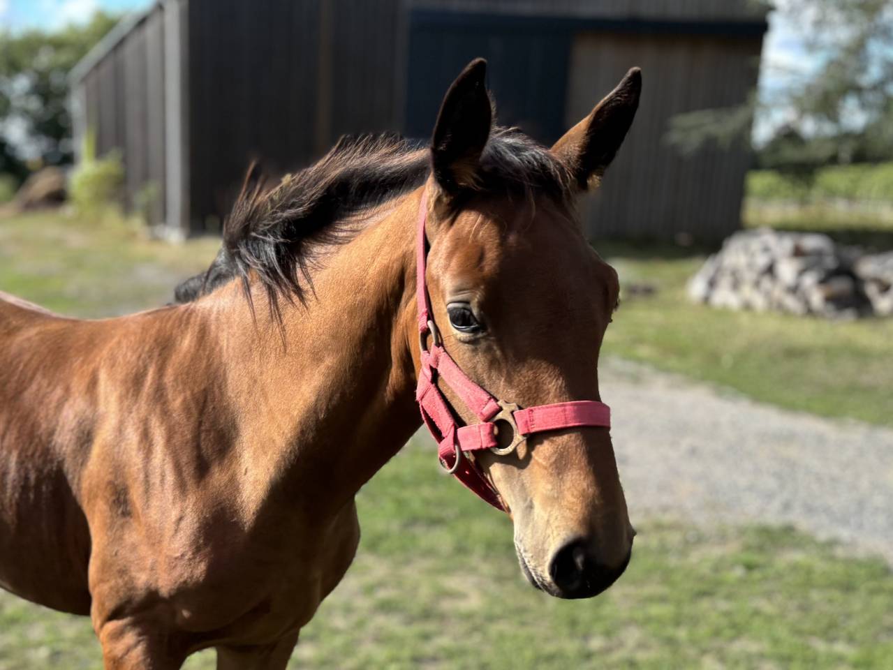 Colt Selle Français For sale 2025 Bay