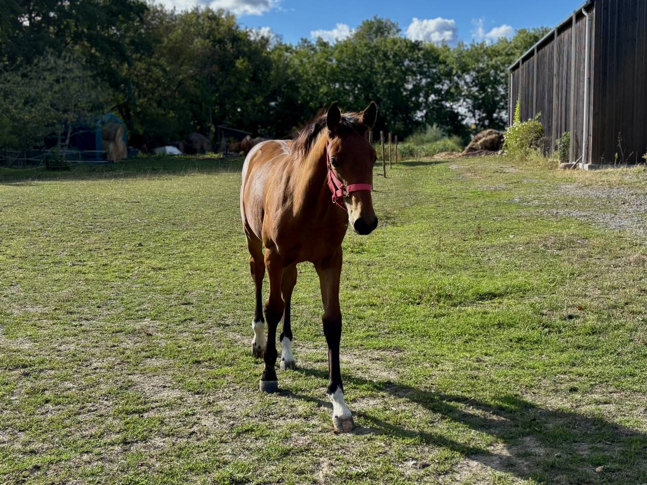 Colt Selle Français For sale 2025 Bay