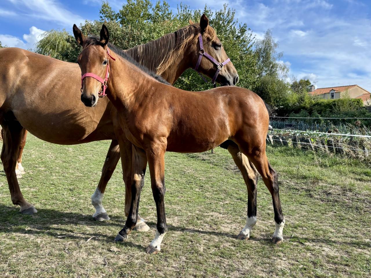 Colt Selle Français For sale 2025 Bay