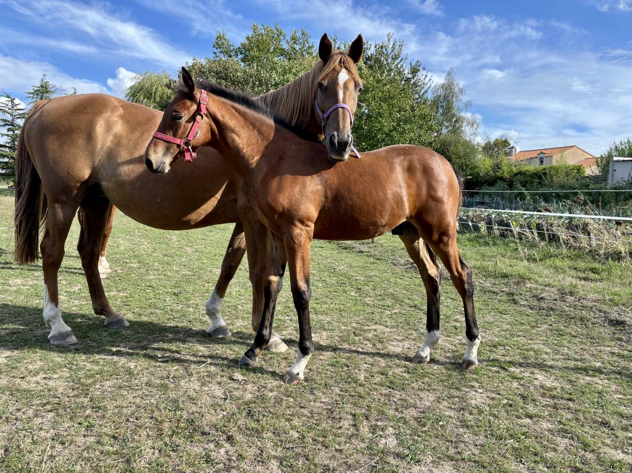 Colt Selle Français For sale 2025 Bay