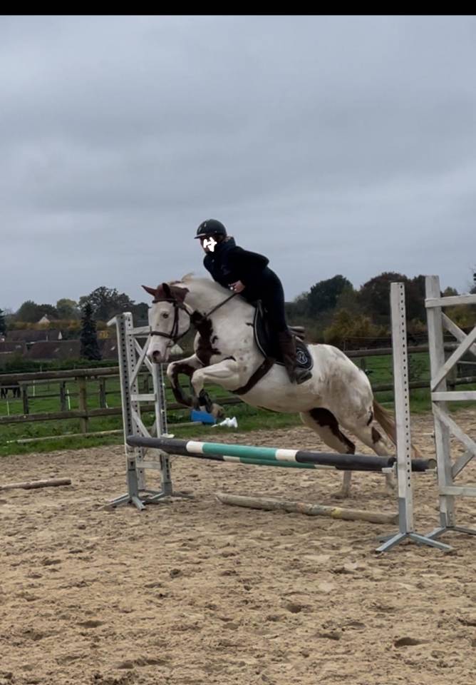 Mare Paint For sale 2015 Paint