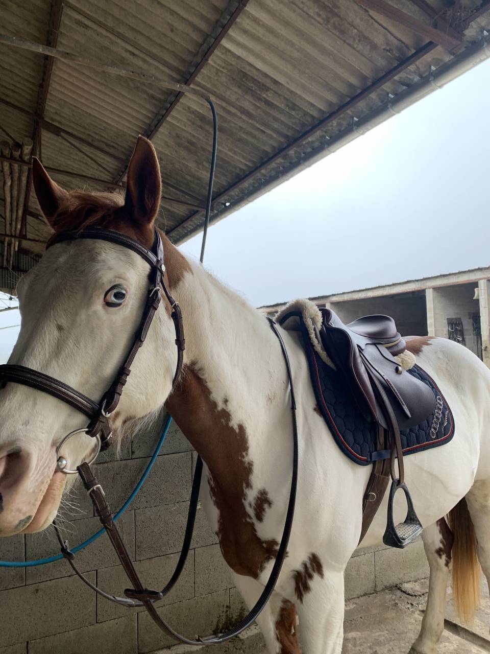 Mare Paint For sale 2015 Paint