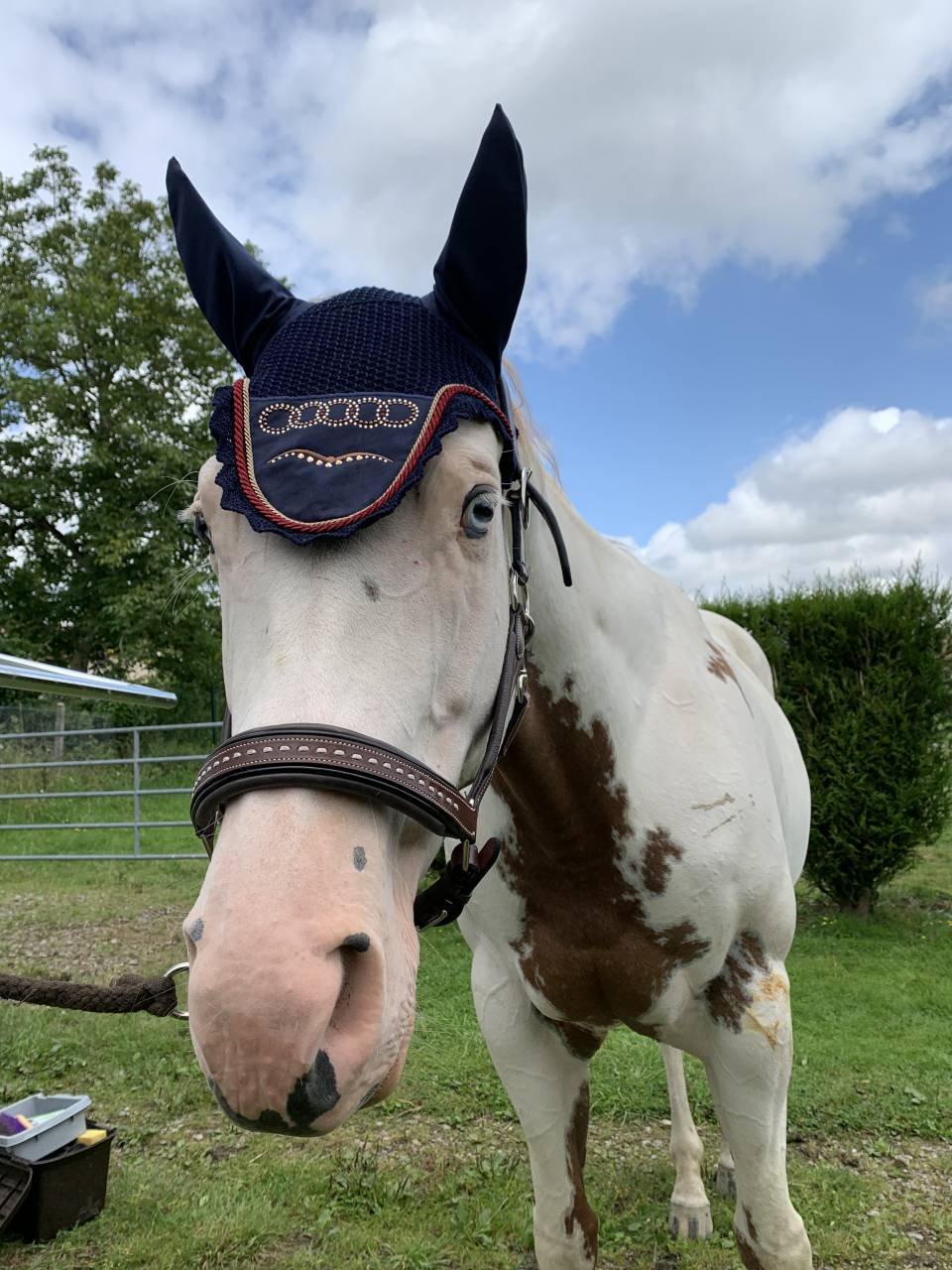 Mare Paint For sale 2015 Paint