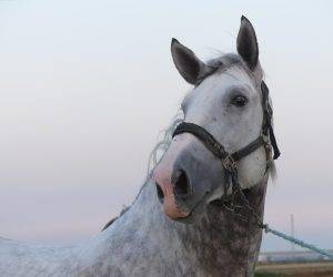 Entire PRE Pure Spanish Bred For sale 2021 Grey