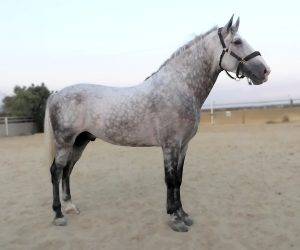 Entire PRE Pure Spanish Bred For sale 2021 Grey