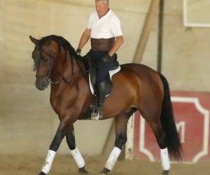 Gelding PRE Pure Spanish Bred For sale 2017 Bay