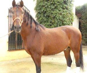 Gelding PRE Pure Spanish Bred For sale 2017 Bay