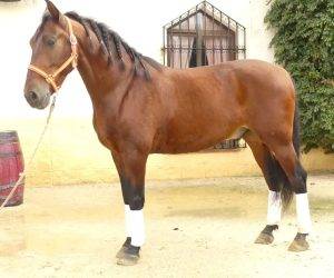 Gelding PRE Pure Spanish Bred For sale 2017 Bay