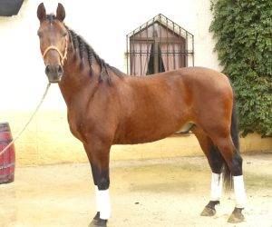 Gelding PRE Pure Spanish Bred For sale 2017 Bay