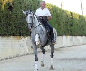 Entire PRE Pure Spanish Bred For sale 2017 Grey