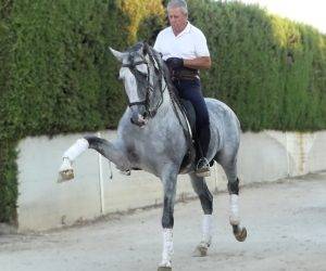 Entire PRE Pure Spanish Bred For sale 2017 Grey