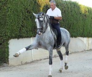 Entire PRE Pure Spanish Bred For sale 2017 Grey