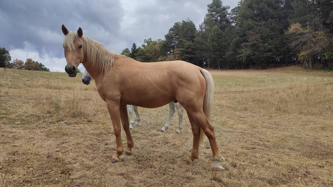 Gelding Welsh Part Bred For sale 2022 Palomino