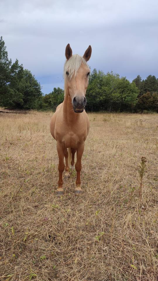 Gelding Welsh Part Bred For sale 2022 Palomino