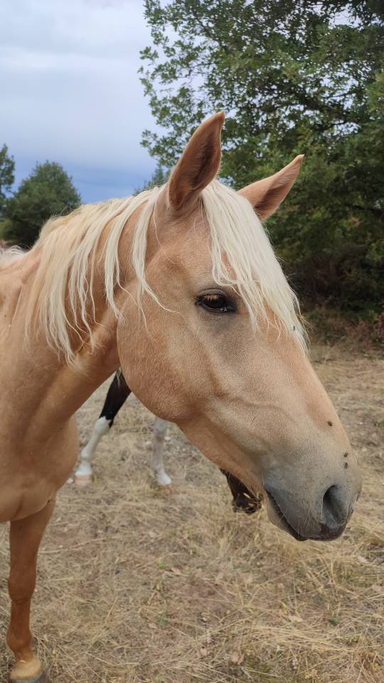 Gelding Welsh Part Bred For sale 2022 Palomino