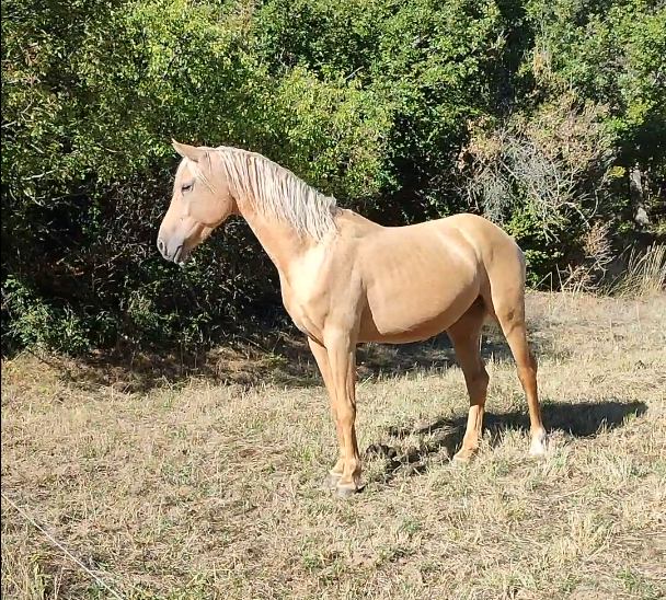 Gelding Welsh Part Bred For sale 2022 Palomino