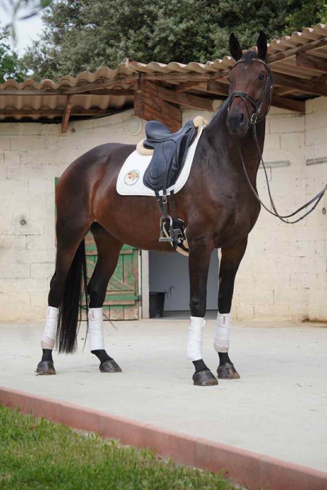 Mare Selle Français For sale 2020 Dark Bay