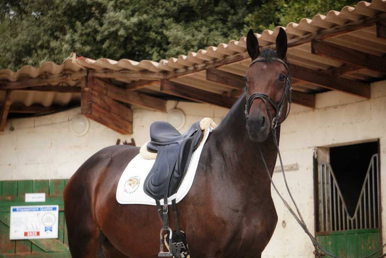 Mare Selle Français For sale 2020 Dark Bay