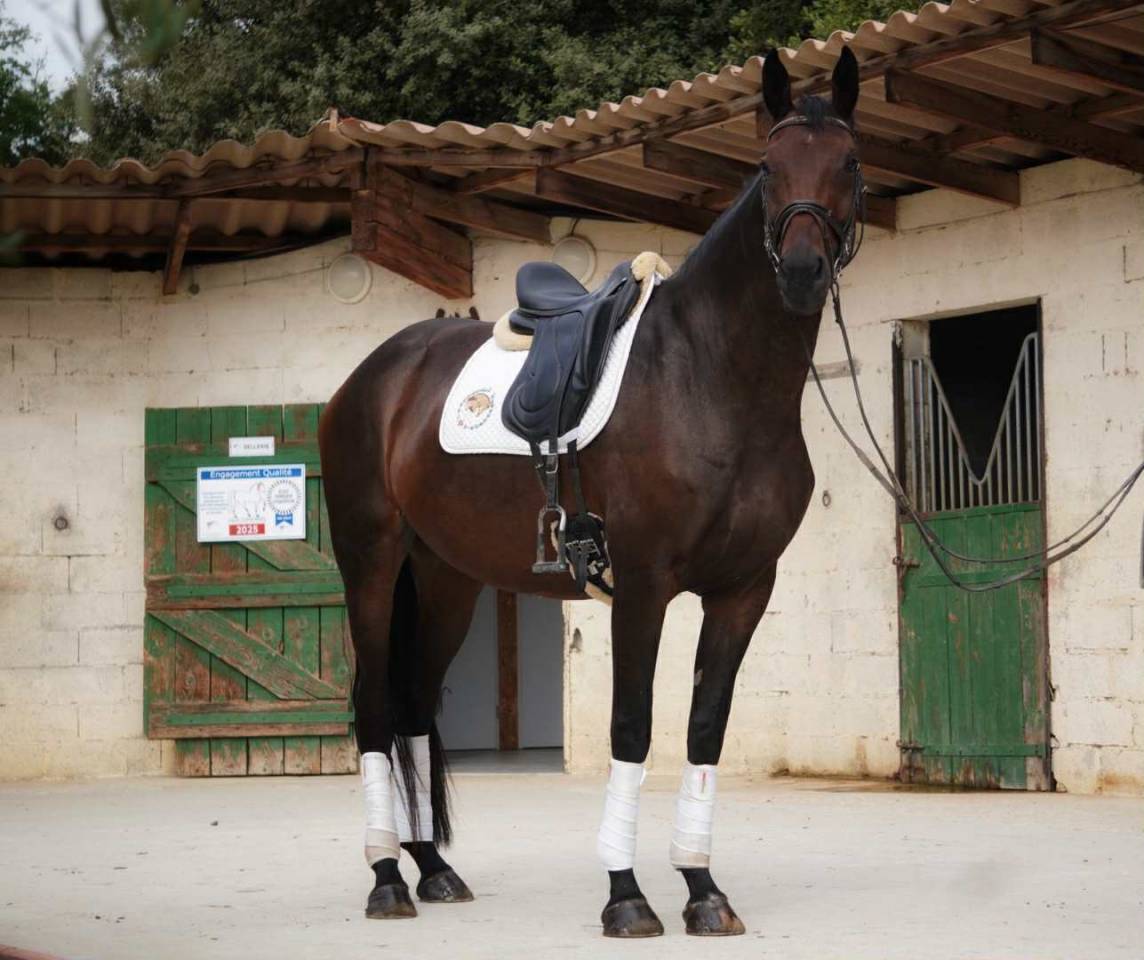 Mare Selle Français For sale 2020 Dark Bay