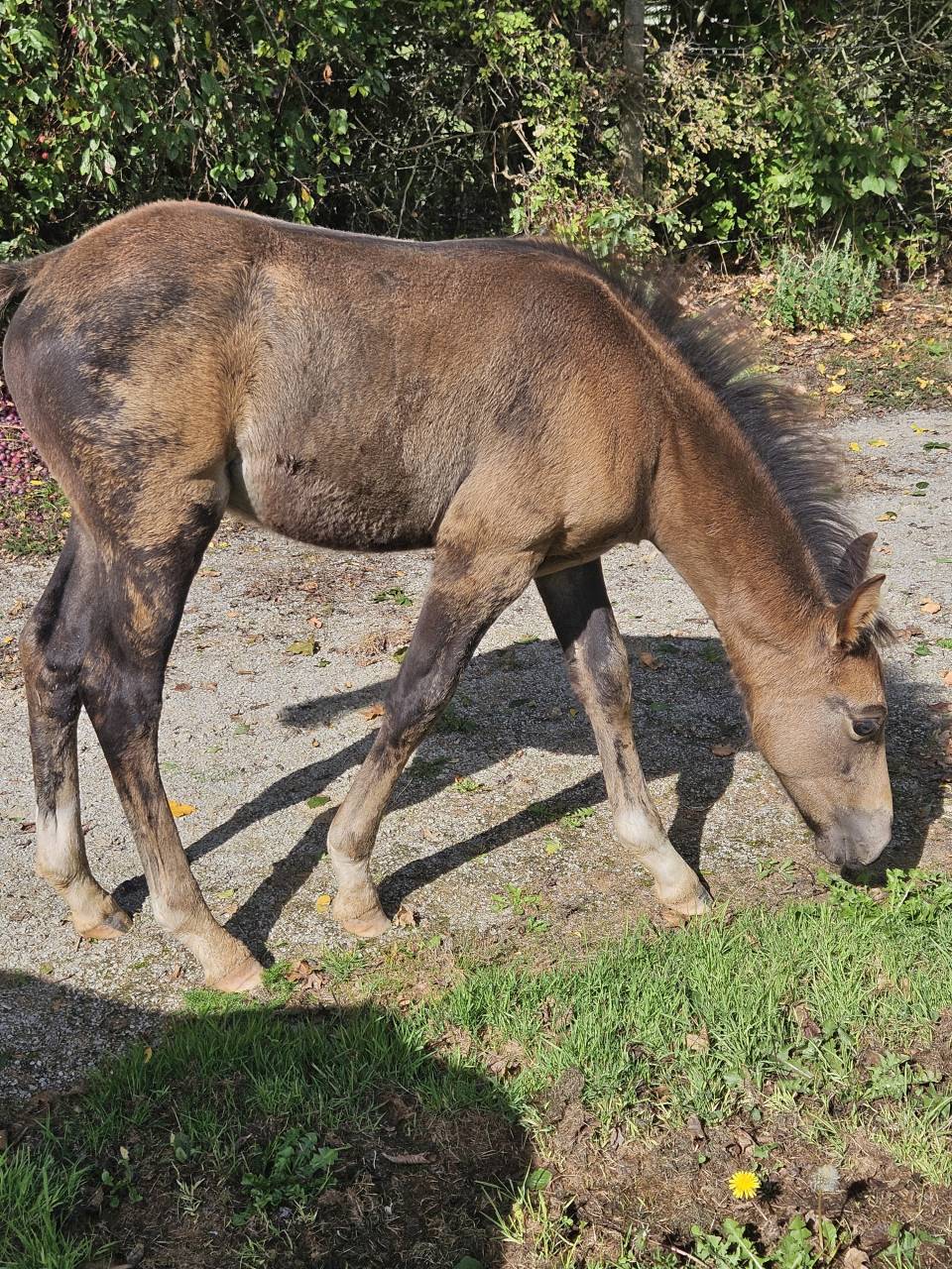 Stallion French Saddle Pony For sale 2025 Buckskin