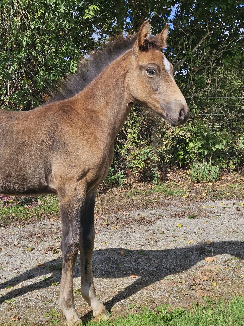Stallion French Saddle Pony For sale 2025 Buckskin