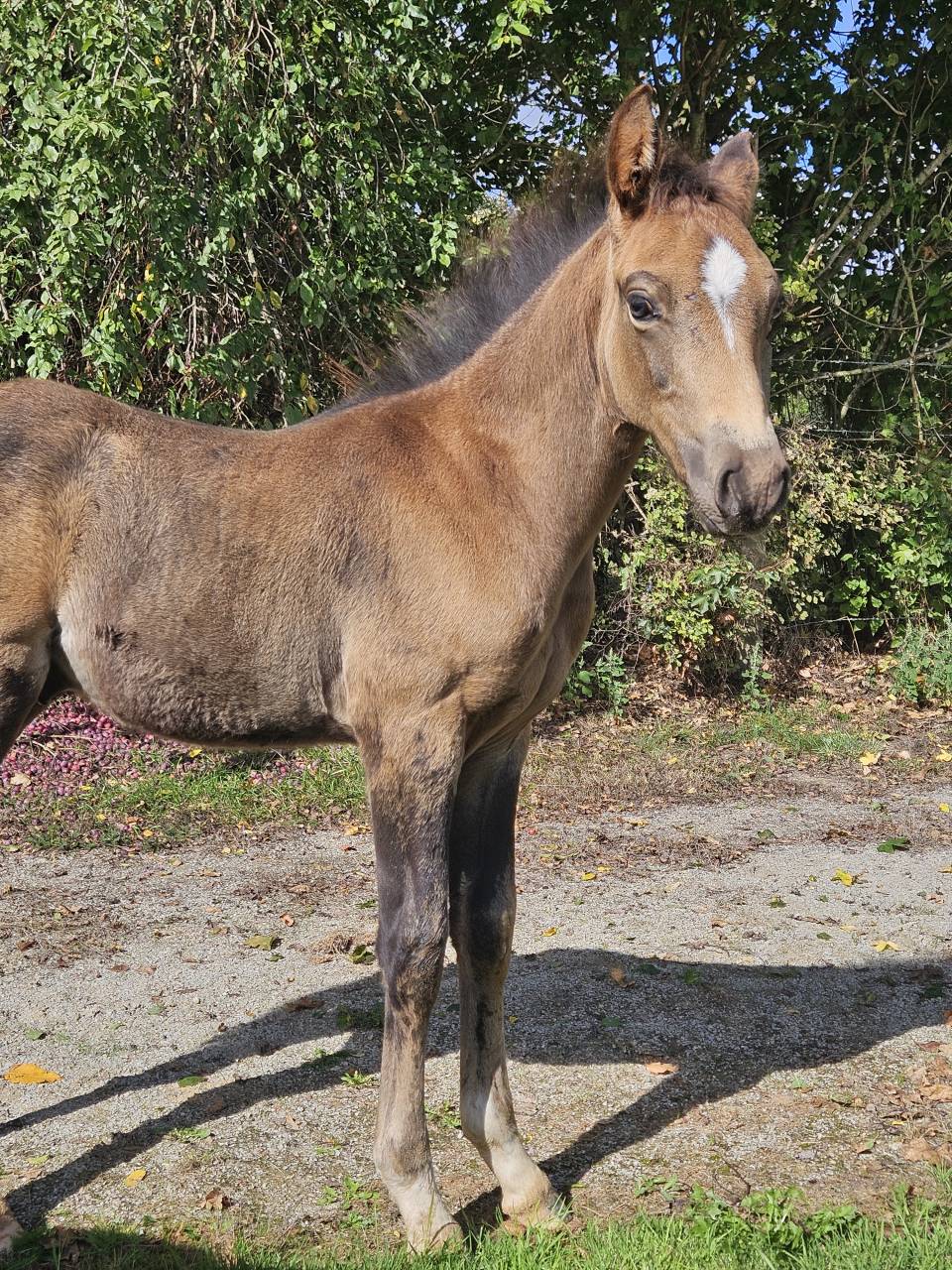 Stallion French Saddle Pony For sale 2025 Buckskin