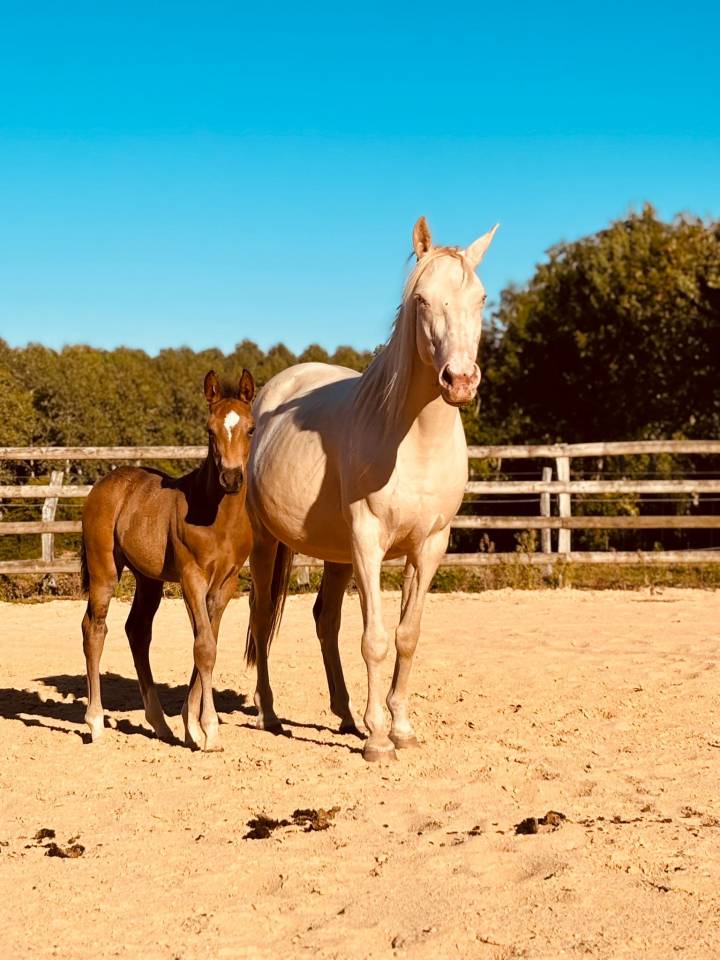 Stallion French Saddle Pony For sale 2025 Buckskin