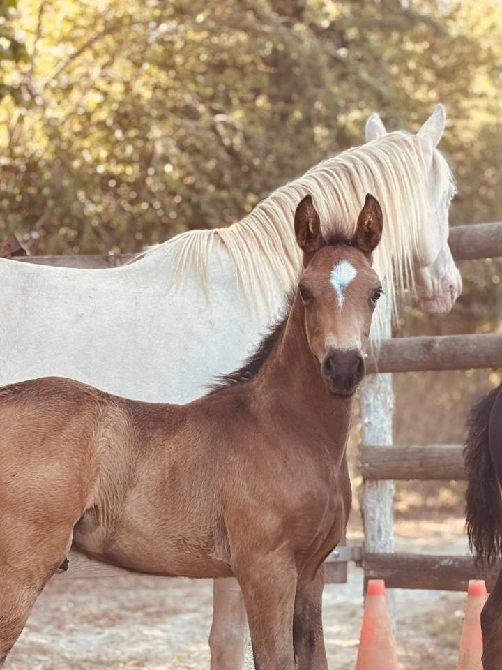 Stallion French Saddle Pony For sale 2025 Buckskin