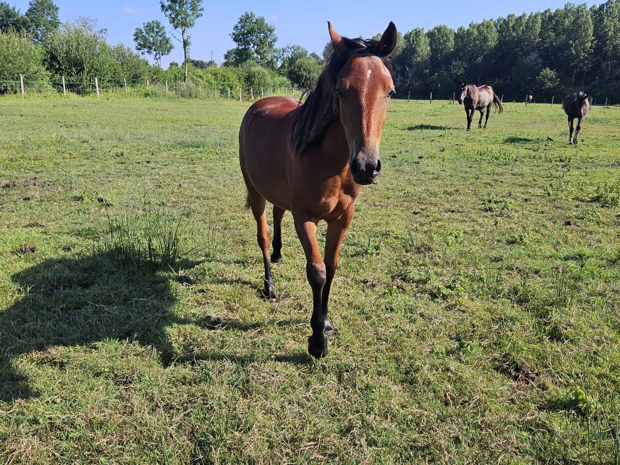 Mare New Forest For sale 2024 Bay