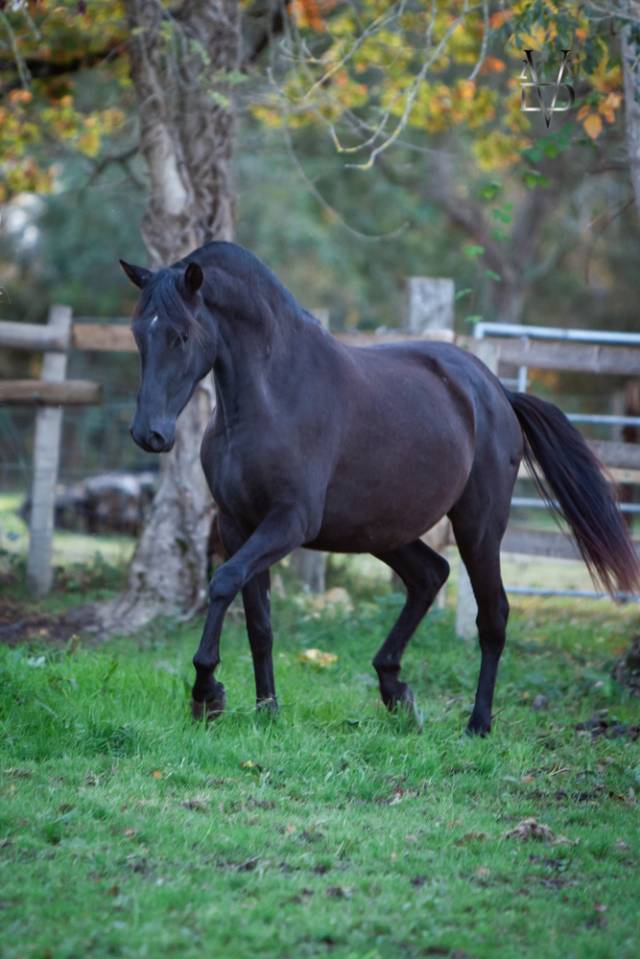 Mare PRE Pure Spanish Bred For sale 2020 Black