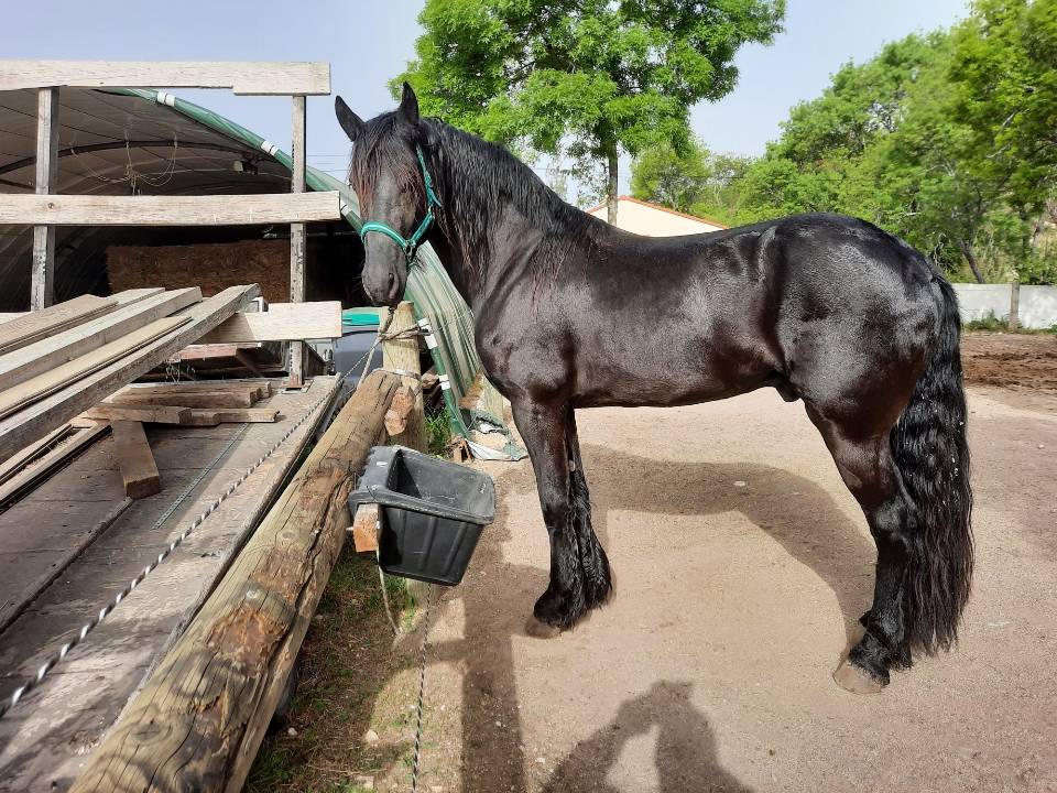 Entire Friesian For sale 2018 Black