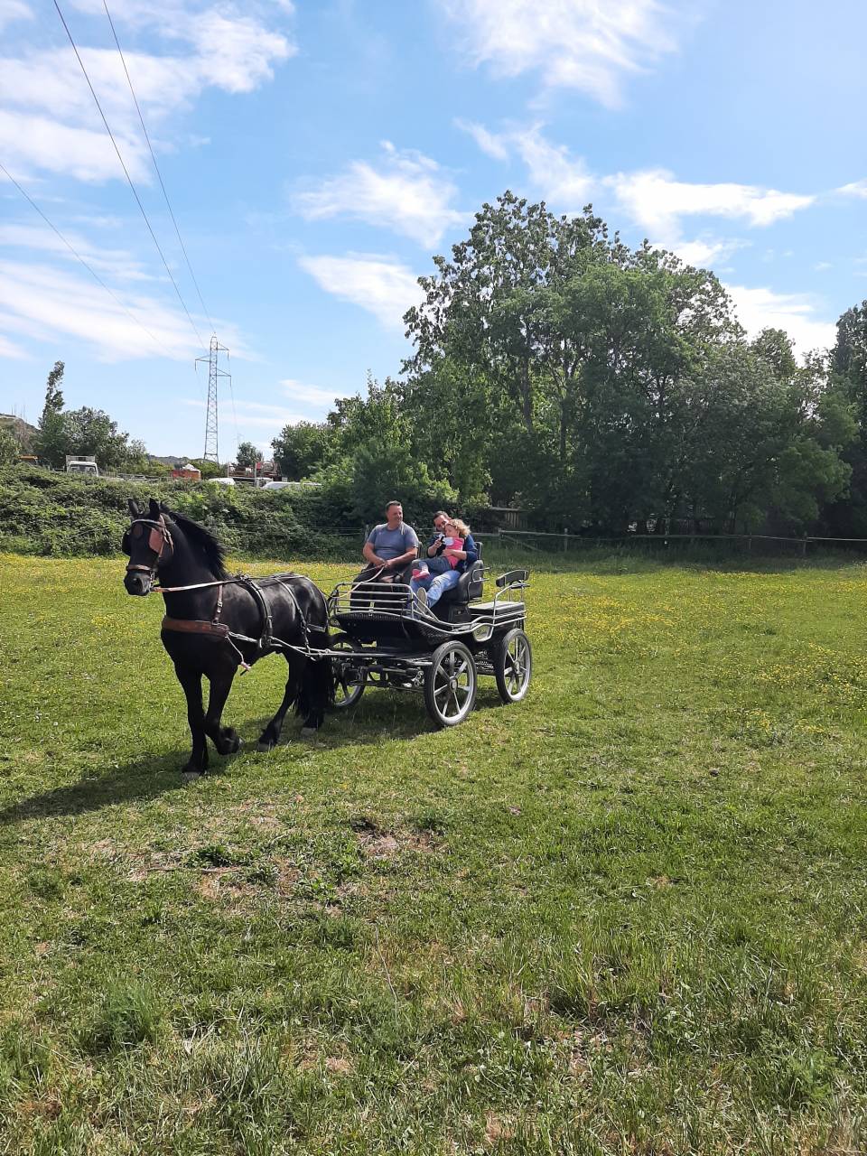 Entire Friesian For sale 2018 Black