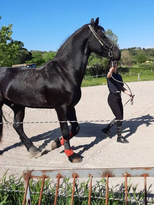 Entire Friesian For sale 2018 Black
