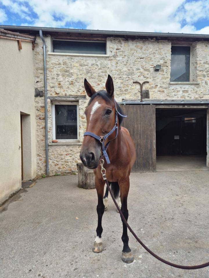 Mare Selle Français For sale 2015 Bay