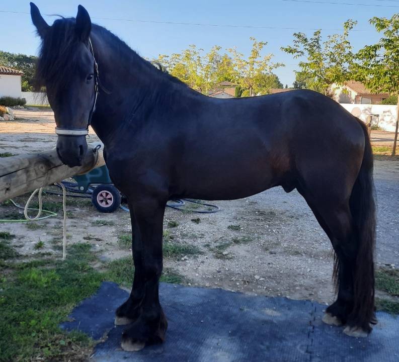 Entire Friesian For sale 2019 Black
